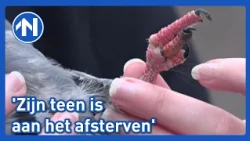Bewapend met een sok en een nagelschaartje knipt Monique verstrikte tenen van duiven los
