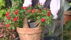 There's still time to save your garden plants and haul them indoors for the winter