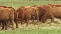 Pomoč zaradi pozebe po več kot letu dni