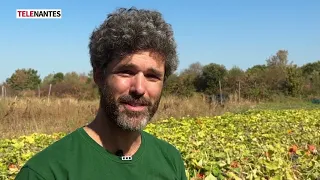 HEATWAVE: MUNICIPAL FARMING PUT TO THE TEST