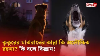কুকুরের মাঝরাতের কান্না কি অলৌকিক রহস্য? কি বলে বিজ্ঞান! Bijoy TV