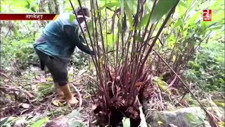 ताप्लेजुङको गाउँबस्तीमा किसानलाई अलैँची टिप्न भ्याइनभ्याइ