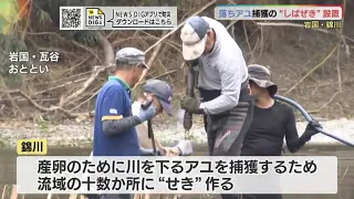 落ちアユを捕獲の“しばぜき”設置・錦川