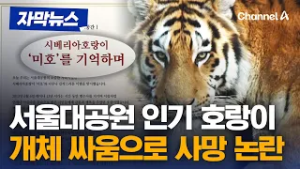 인기 호랑이, 갑작스러운 폐사…서울대공원 관리 소홀 논란 [자막뉴스] / 채널A