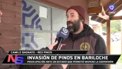 Concerns over a study indicating that nearly half of the pines in Bariloche are invasive