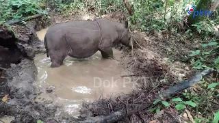 Masyarakat Adat Dukung Penyelamatan Badak Pari Mahulu