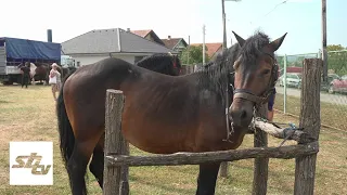 SBTV - SB INFO - U SLAVONIJI ČUVAJU HRVATSKU AUTOHTONU PASMINU - 16.08.2026.