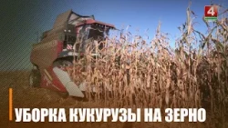 Grain Corn