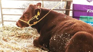 TWO NEW CASES OF HUMAN MYIASIS IN QUERÉTARO