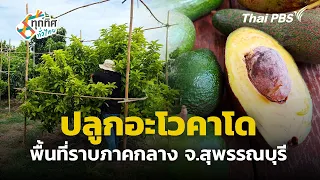 Growing Avocados in the Central Plains, Suphan Buri Province | All Around Thailand | Jul 31, 2026