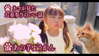【はかねこ日記】ネコが見たお墓参りのちょっといい話！ネコのはともさかりえ【第1回あの芋ようかん】#ネコ #猫 #ともさかりえ #お墓参り #猫のいる暮らし #猫動画  #猫好きさんと繋がりたい