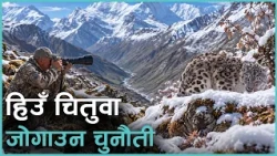बासस्थान विनाश र आहाराको कमी तथा  मानव–वन्यजन्तु द्वन्द्वले हिउँ चितुवा संरक्षणमा समस्या