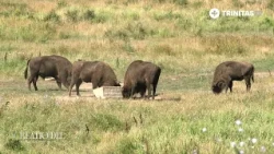 Drumul zimbrului înapoi în sălbăticie. Rolul acestuia în echilibrul naturii