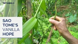 Lucrative spice revives farming in Sao Tome and Principe