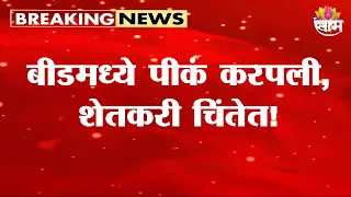 बीडमध्ये पीकं करपली, शेतकरी चिंतेत | Beed Crop Damage