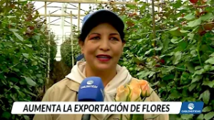 Flores que cruzan fronteras: así se preparan los cultivos para conquistar San Valentín