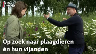 Eddy Zoëy over het verschil tussen gif en een lieveheersbeestje | RTV Utrecht