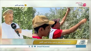 Olive Harvest and Pressing Season in Jebel Akhdar Province