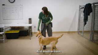 Pet Tips | Simple Training Games