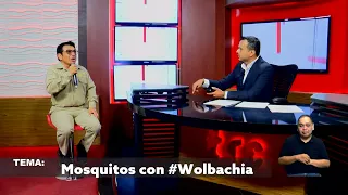Mosquitos con Wolbachia: la innovadora estrategia para combatir enfermedades transmitidas por vector