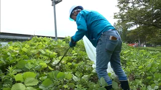Cleaning Up 'Golden' Plastic Bottles