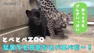 [TobeTobe ZOO] Tobe ZOO babies full of energy even in the heatwave!