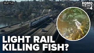 Questions raised over Sound Transit timeline on I-90 light rail cables killing fish