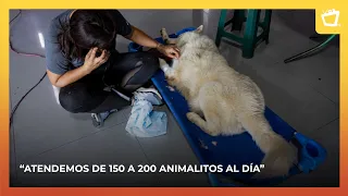Pets displaced by the earthquakes in Venezuela wait for a home