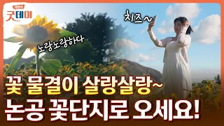 어딜 봐도 꽃 천지네🌼 논공 꽃단지에 사진 찍으러 놀러 오세요📸
