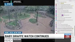 Baby giraffe watch continues