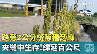Surviving in the Cracks! Sesame Plants Grown in 2cm Road Gaps Stretching 100 Meters｜CTS News 2026...
