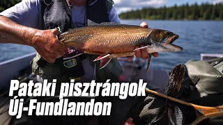 Az új legyező horgász: Pataki pisztrángok Új-Fundlandon