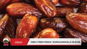 Oduu OBN Cyber media Guraandhala 19,2018