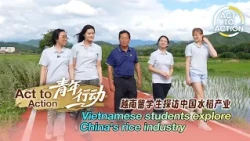 Act to Action: Vietnamese students explore China's rice industry