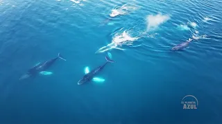 'El Planeta Azul' | Episodio 1: 'Costa Rica, Cuna de Ballenas'