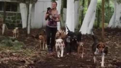 Responsible pet ownership: call for a strengthening policy