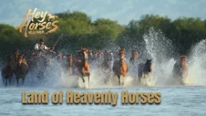 Hey horses | Land of heavenly horses