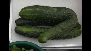 How much do home-grown vegetables from Aktobe gardens cost?