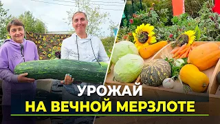 High-risk farming: How giant vegetables are grown in Yamal