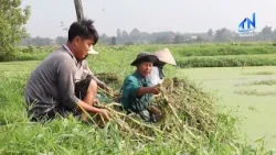 Stable income from growing water mimosa in Chau Thanh commune