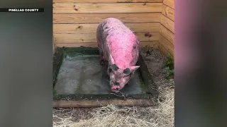 'No good deed goes unpunished': Judge clears SPCA in Waddles the pig case
