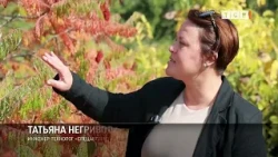 People come to the arboretum to see and film autumn