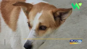 Chalchuapa - Otras formas de maltrato animal