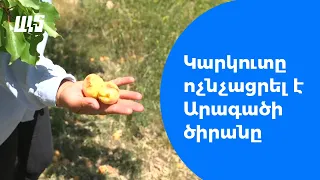 Կարկուտը ոչնչացրել է արագածավանցիների բերքը