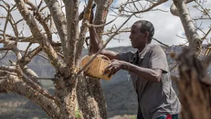 Somaliland looks to Israel for help with water crisis