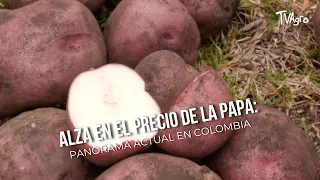 Rising Potato Prices: Current Outlook in Colombia - TvAgro by Juan Gonzalo Angel
