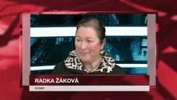 Plzeň hledá vánoční strom pro náměstí Republiky