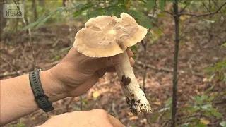 「状態は良い」キノコ大発生 雨で“食用と毒”の区別難化 水分で模様に変化【詳細版】【もっと知りたい！】【グッド！モーニング】(2026年10月1日)