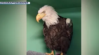 Jackie the eagle moved from ICU to regular hospital unit