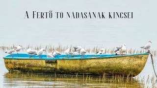 A Fertő tó nádasának kincsei